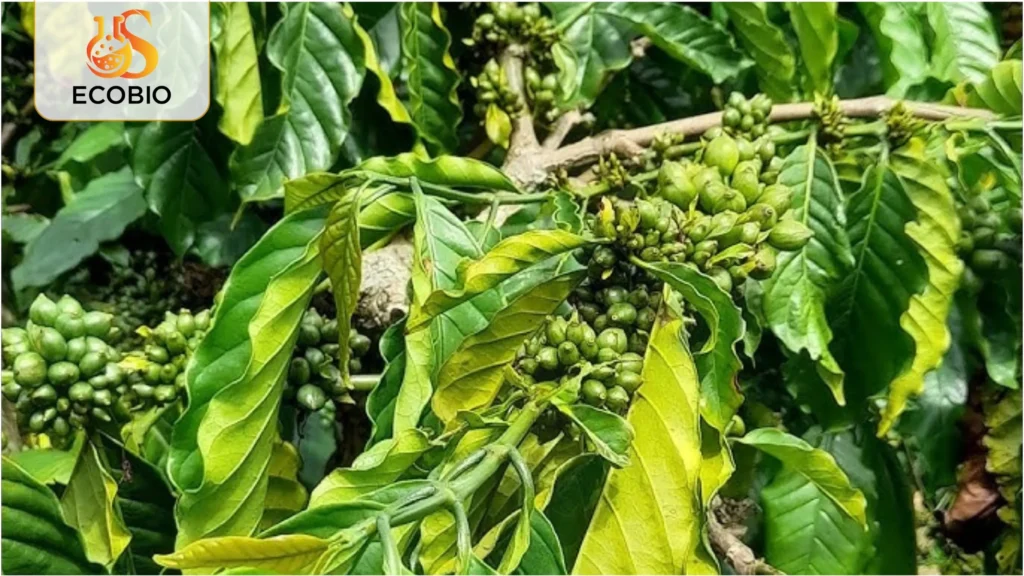 ky thuat phong benh gi sat ca phe 2 5 11zon