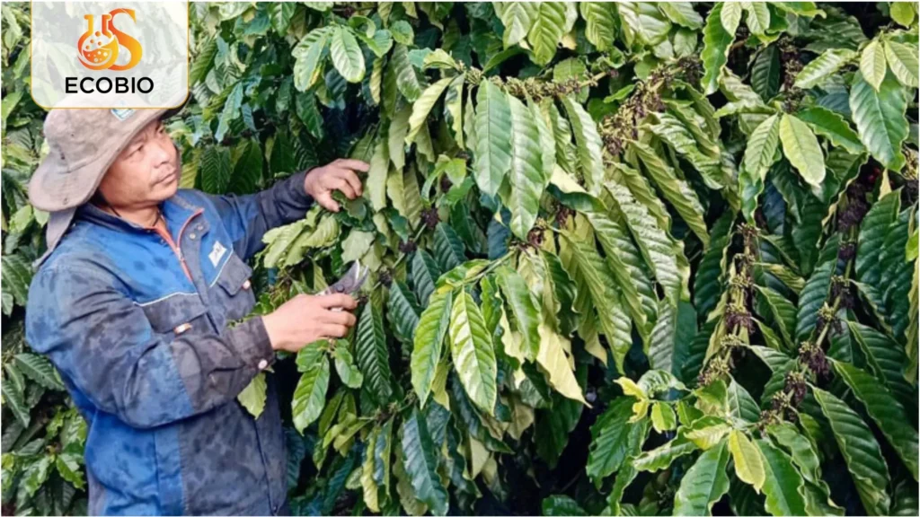 ky thuat phong benh gi sat ca phe 3 6 11zon