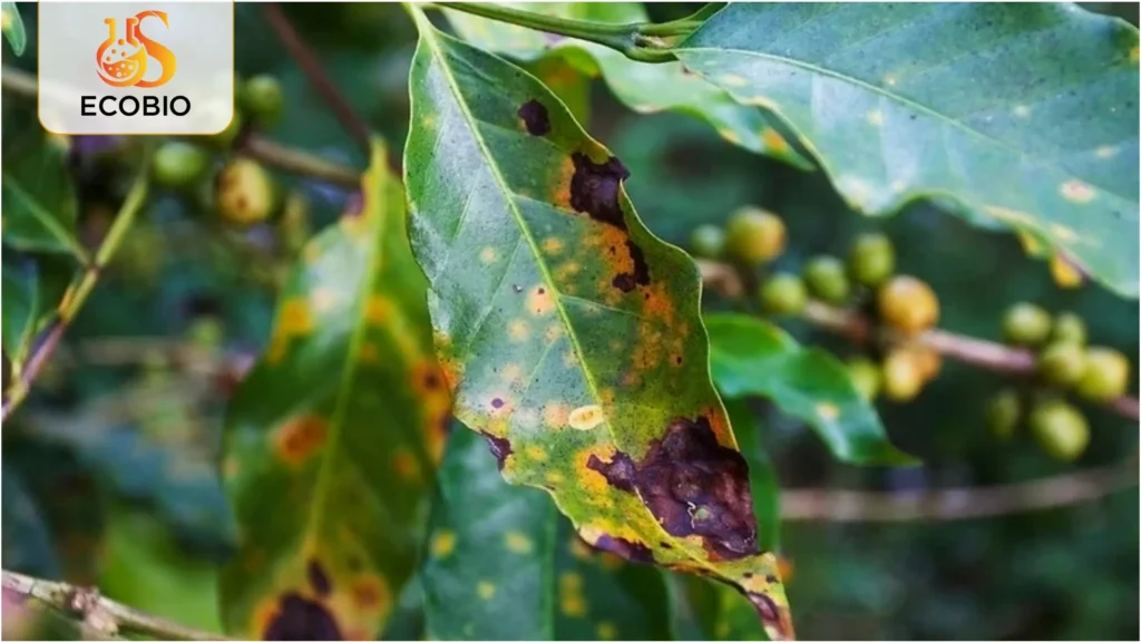 ky thuat phong benh gi sat ca phe 4 7 11zon