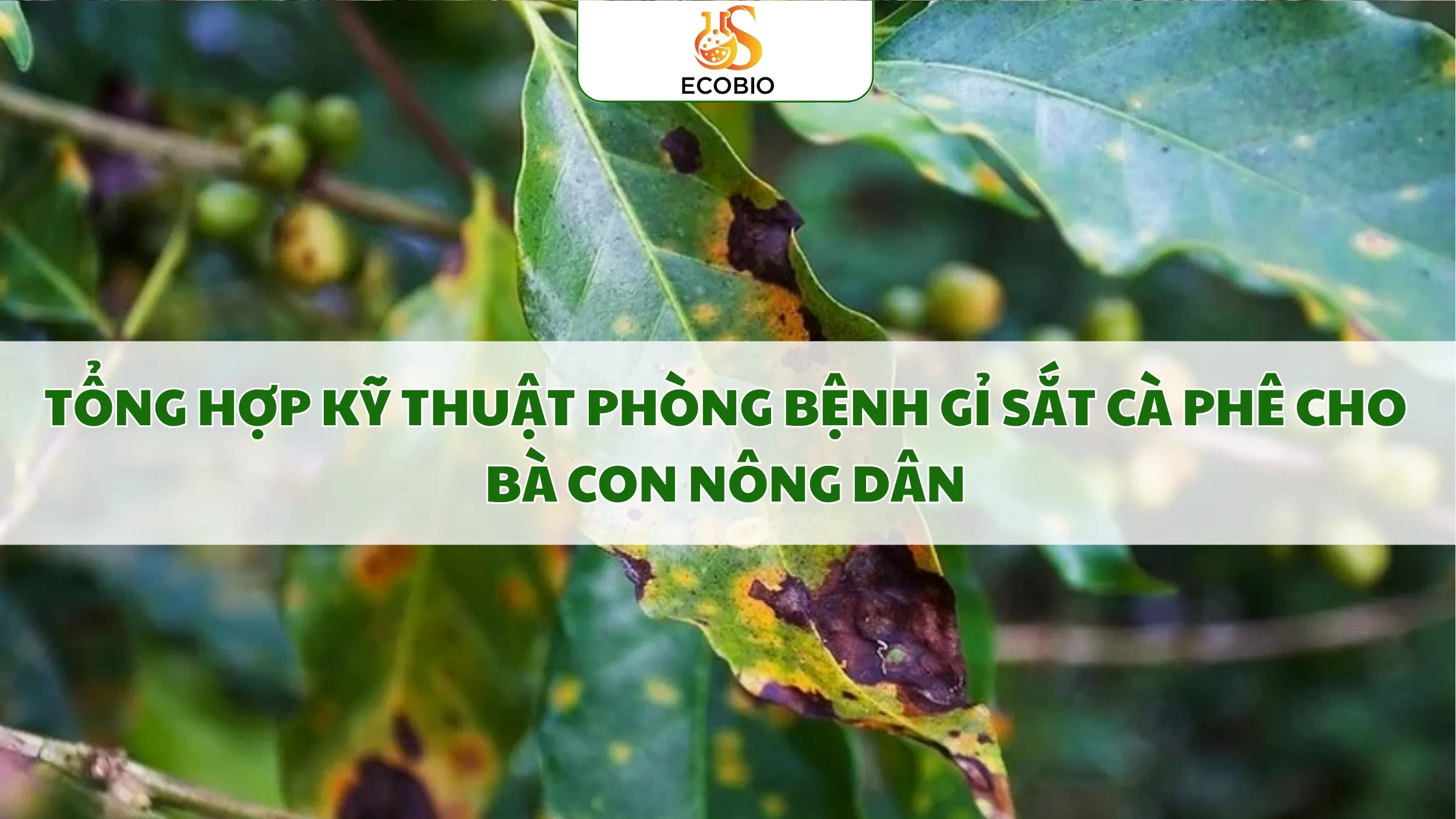 ky thuat phong benh gi sat ca phe 13 11zon