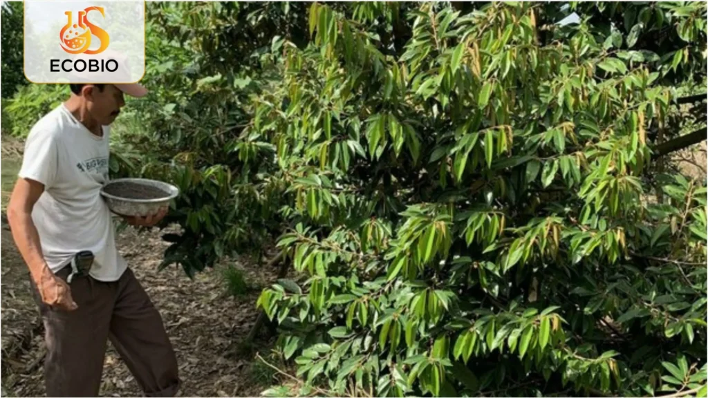 ky thuat phuc hoi sau rieng sau thu hoach 1 1 11zon