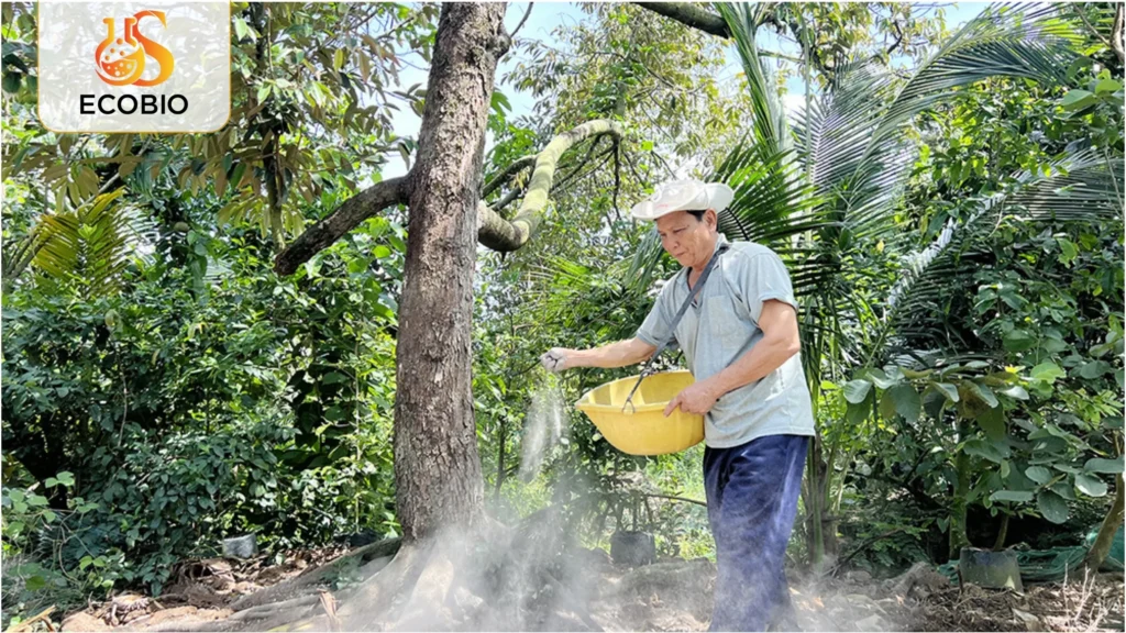 ky thuat phuc hoi sau rieng sau thu hoach 2 2 11zon