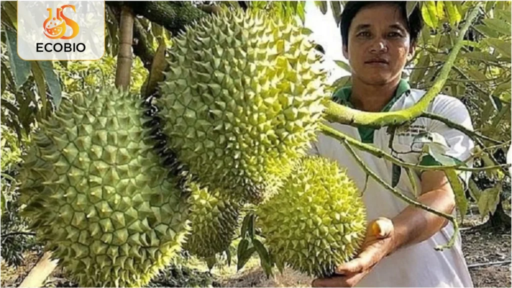 ky thuat phuc hoi sau rieng sau thu hoach 3 3 11zon