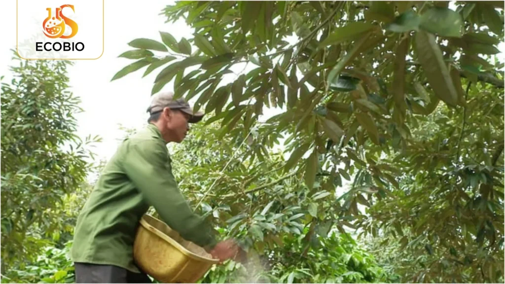 ky thuat phuc hoi sau rieng sau thu hoach 4 4 11zon