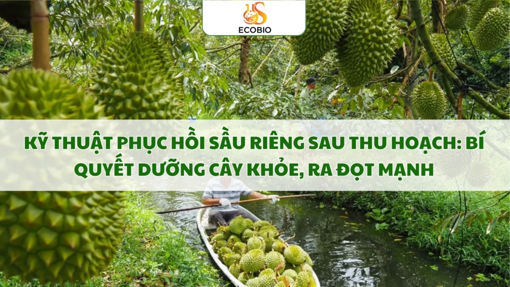 ky thuat phuc hoi sau rieng sau thu hoach 14 11zon