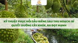 ky thuat phuc hoi sau rieng sau thu hoach 14 11zon